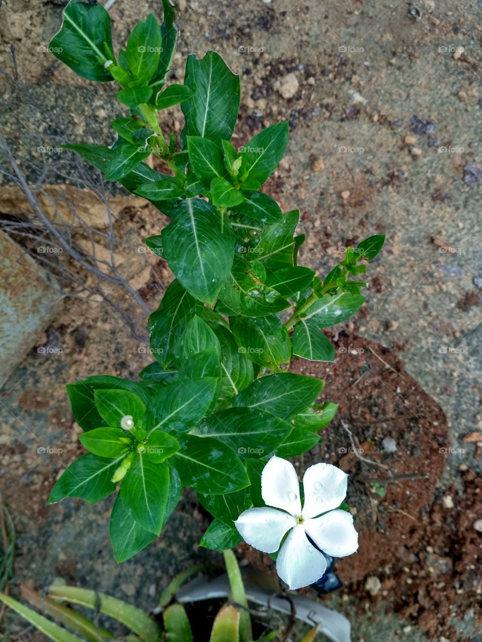 leaf with flower