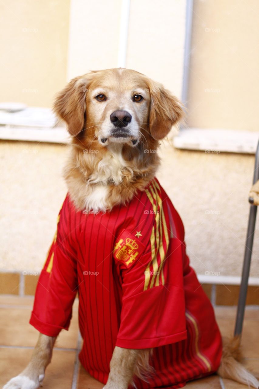 cute spanish golden retriever