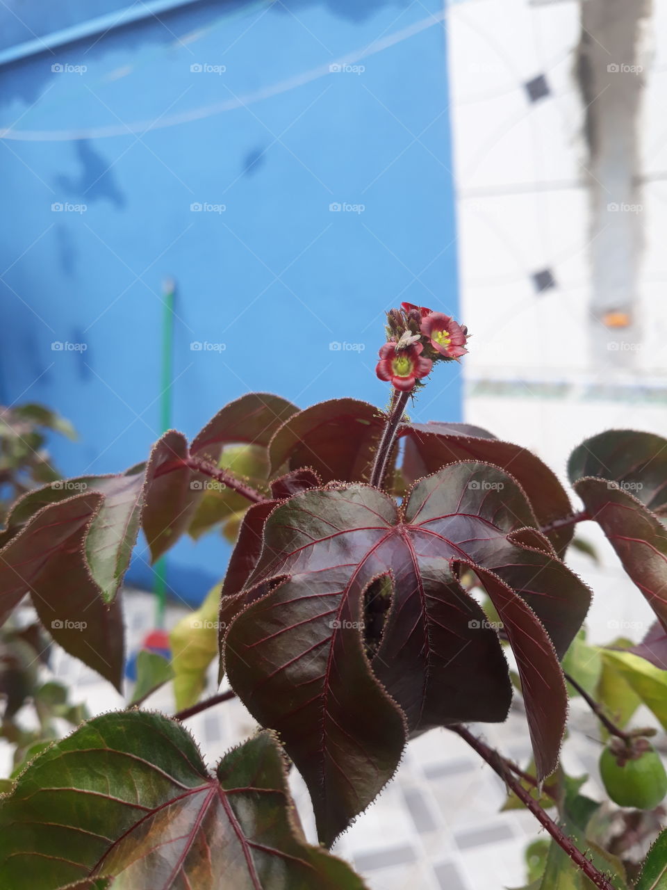 littlle red in garden