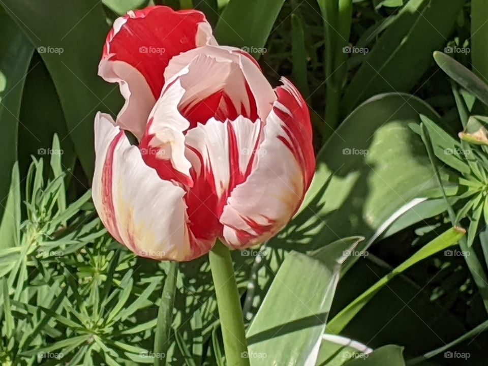 red and white tulip; early signs of spring; vibrant colors of the natural world; macro nature photography