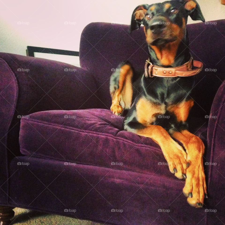 Sit, Dog, Canine, One, Sofa