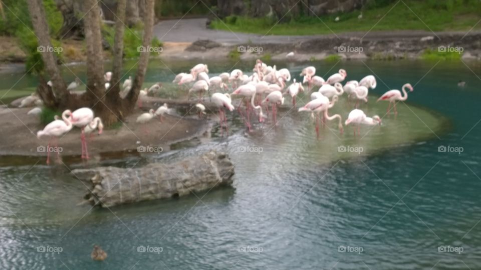 flamingos