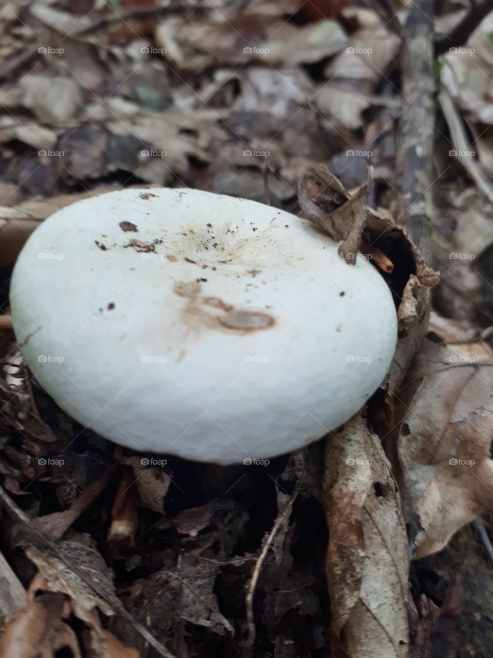 Pappery milk-cap (mlijčnica) in woods