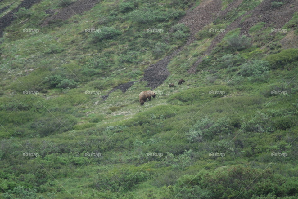 Grizzly mom and 3 Cubs in Denali