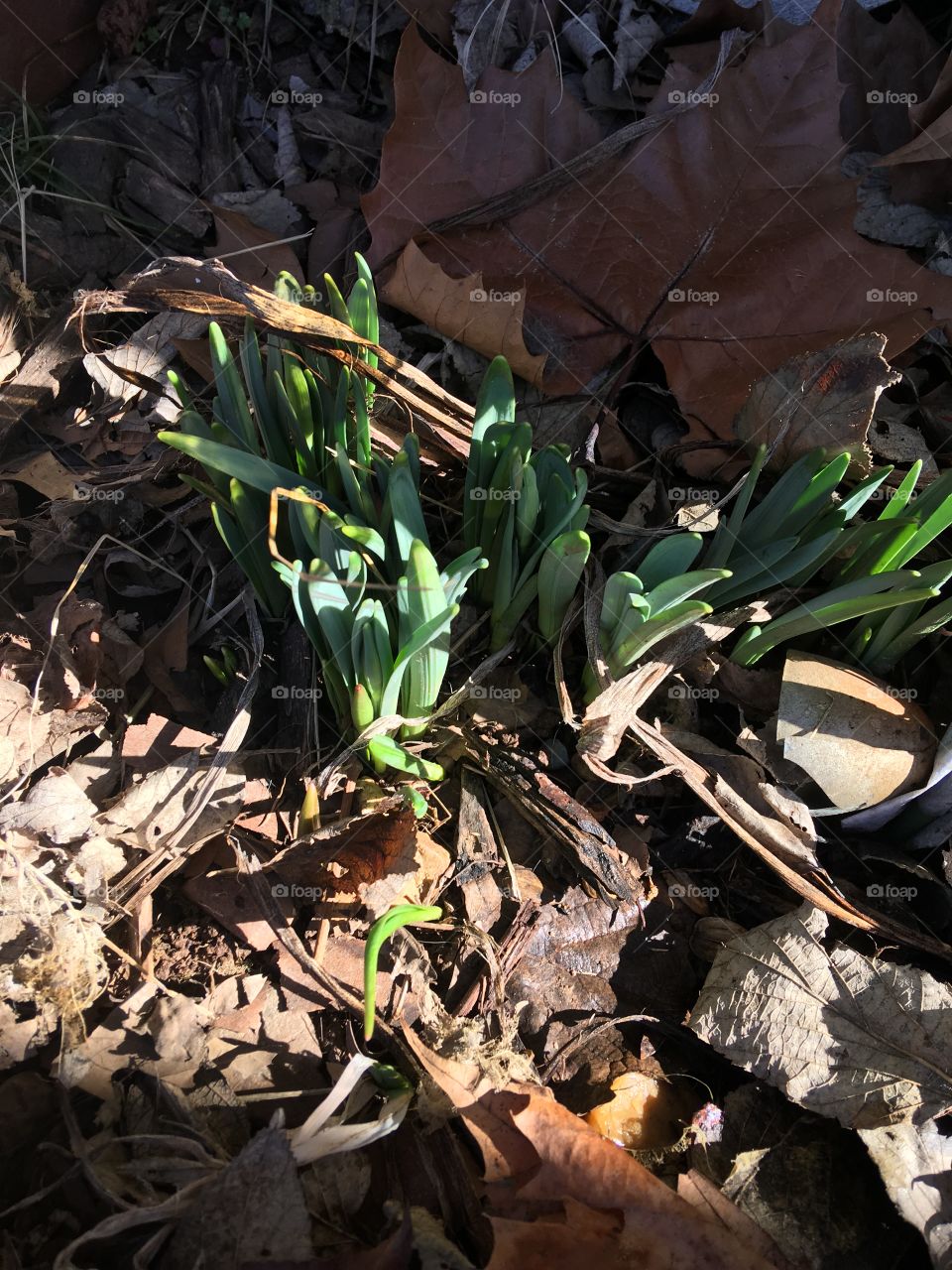 Wow! Does this mean that spring is on the way soon? My daffodils have pushed through.