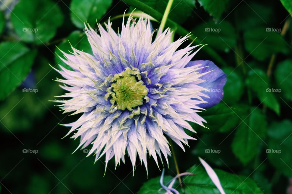 Nature, Flora, Flower, No Person, Leaf