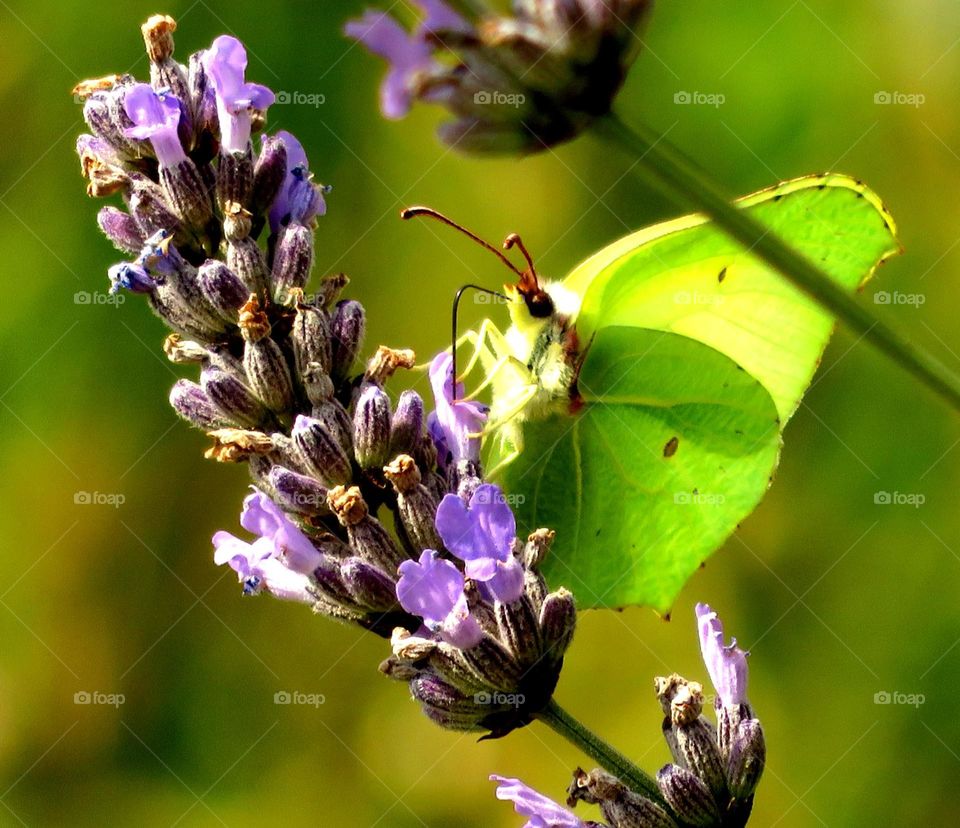 pollinating