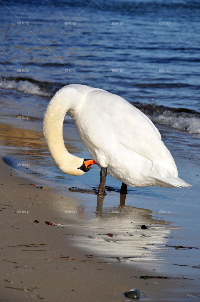 Beautiful swan 