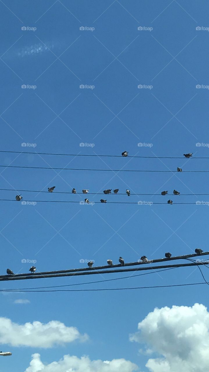 Birds on a wire. Blue skies and chatty birds. Picture taken in Puerto Rico. Palomas or doves hang in front of house power wires. 