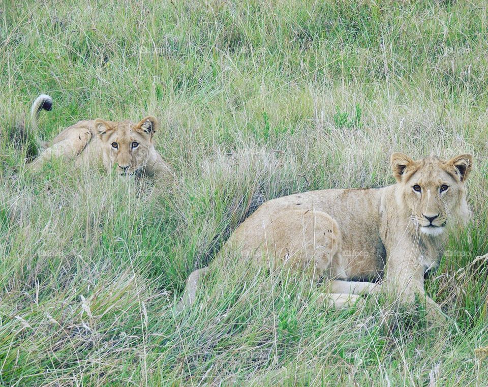 lions in south africa