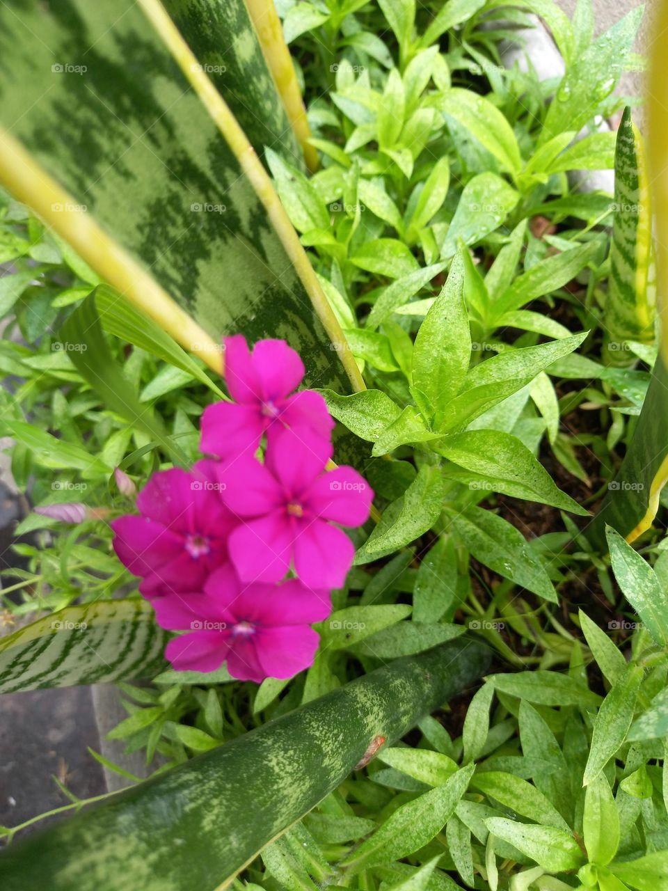beautiful pink flower