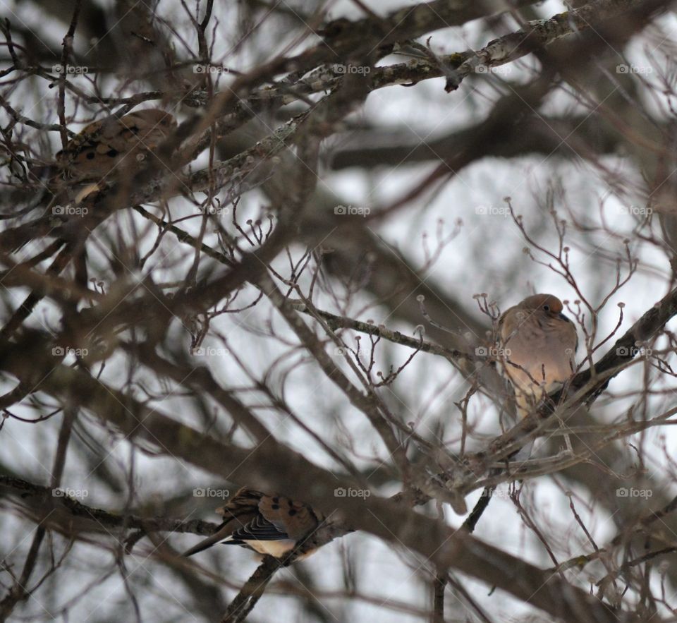 Mourning doves