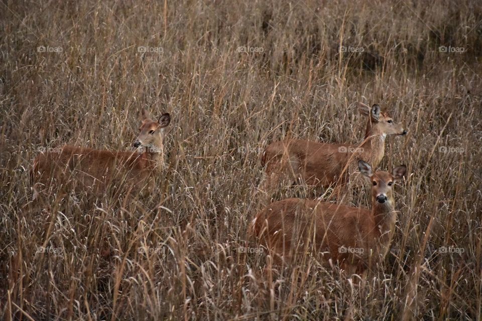 Deer together in a field 