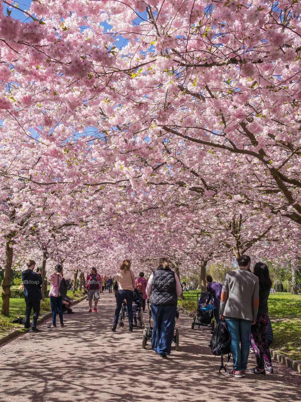 Pink park