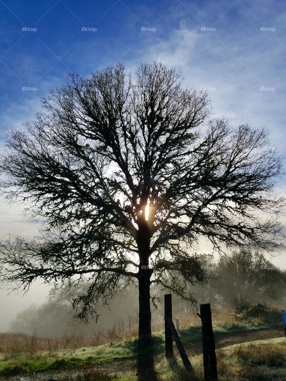 Oak tree sunrise!