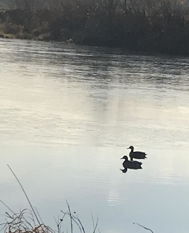 Ducks