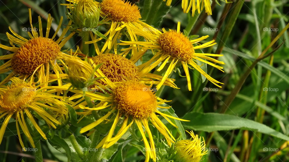 Yellow flowers