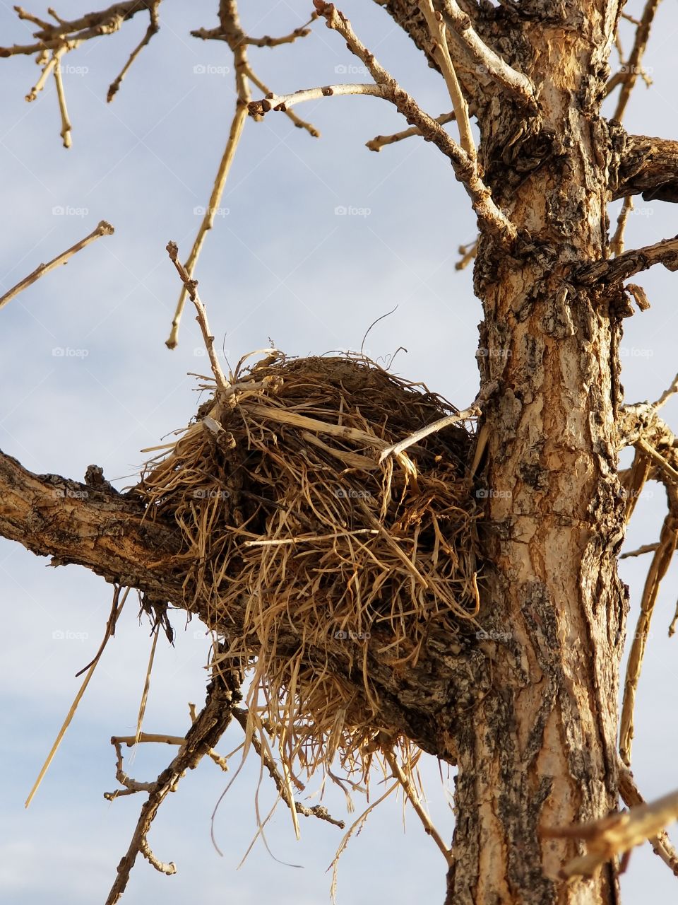 abandoned birds nest in winter