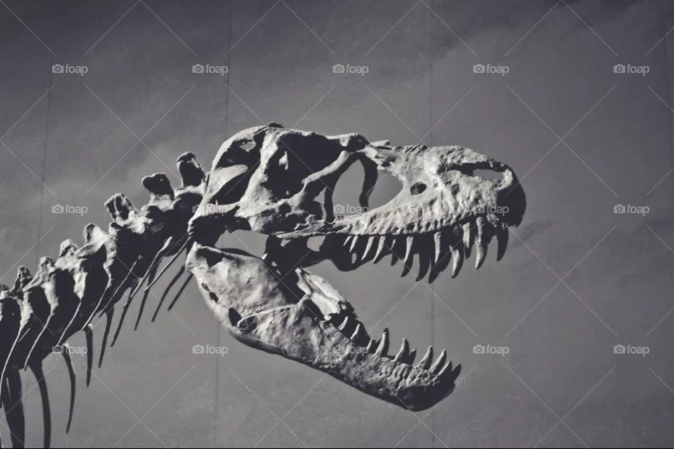 Dino 
