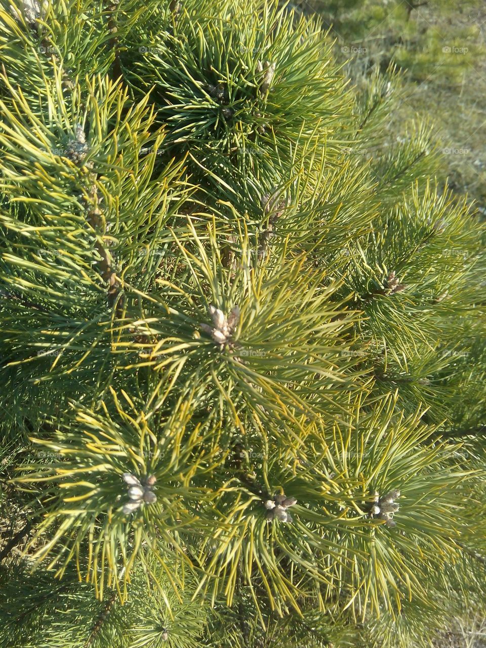 Needle, Tree, No Person, Evergreen, Pine