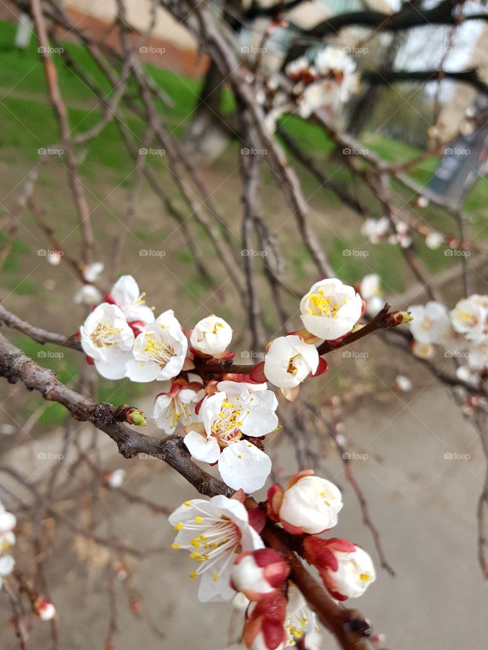 Tree, Flower, Branch, Cherry, Nature