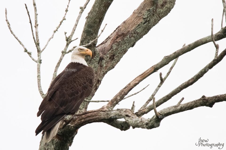 Bald Eagle