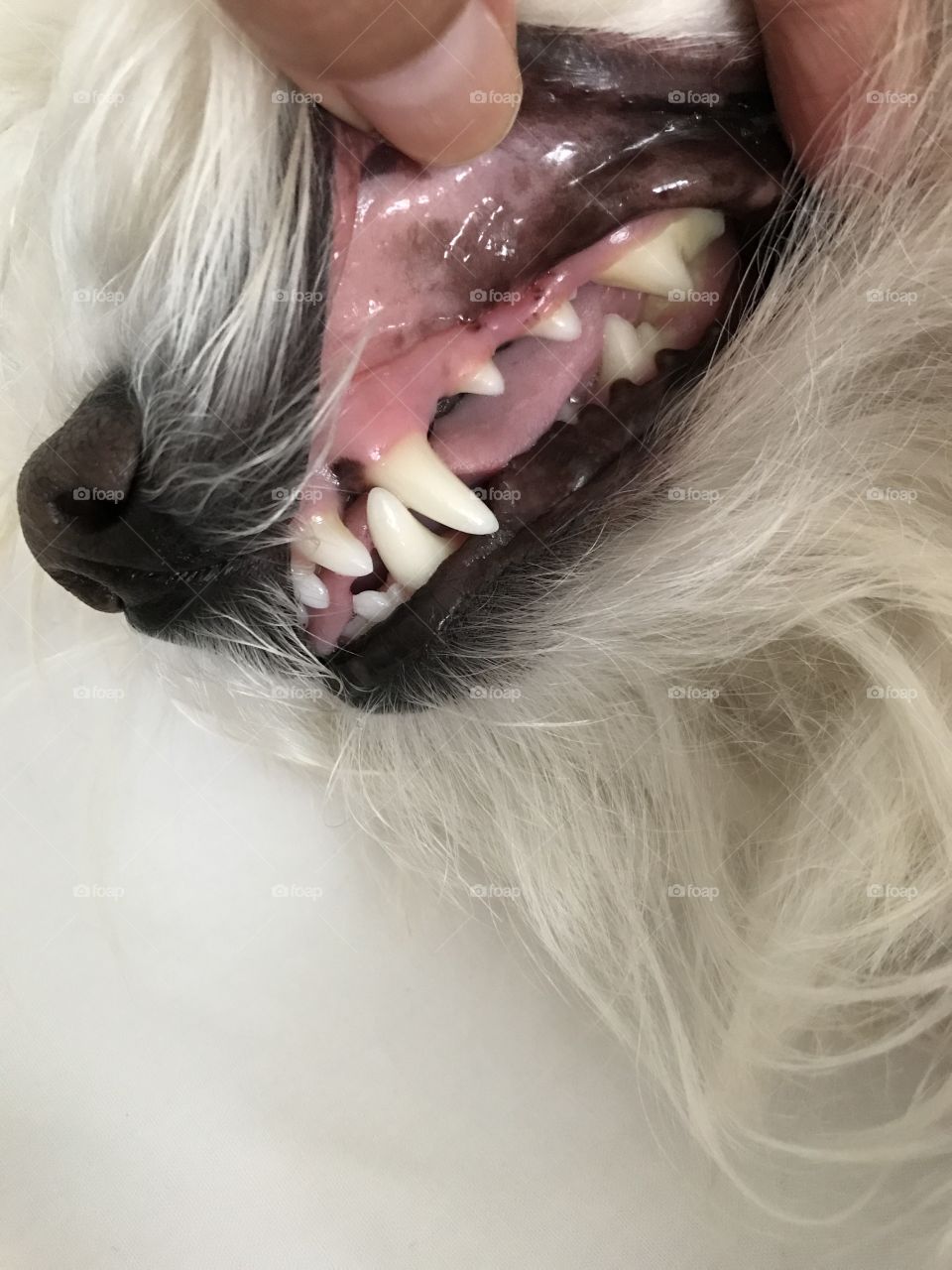 Clean Dog teeth (6 years old) 