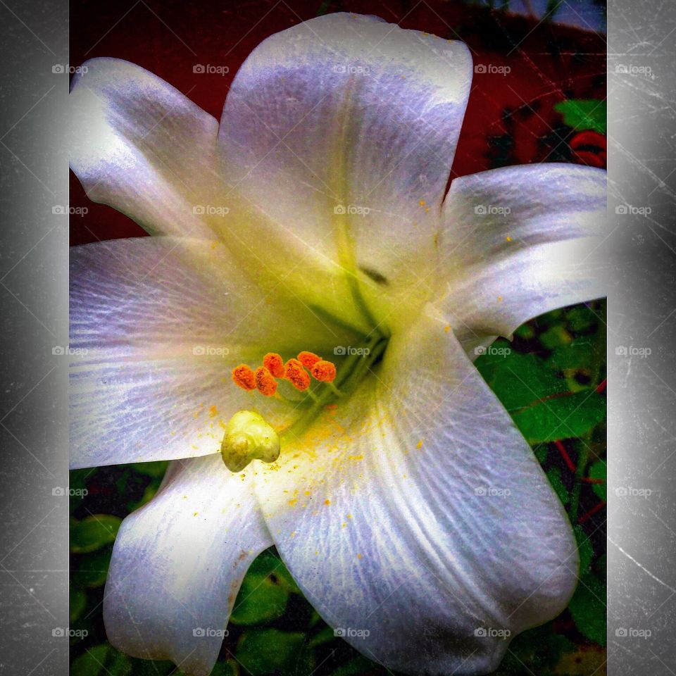 White pollen flower