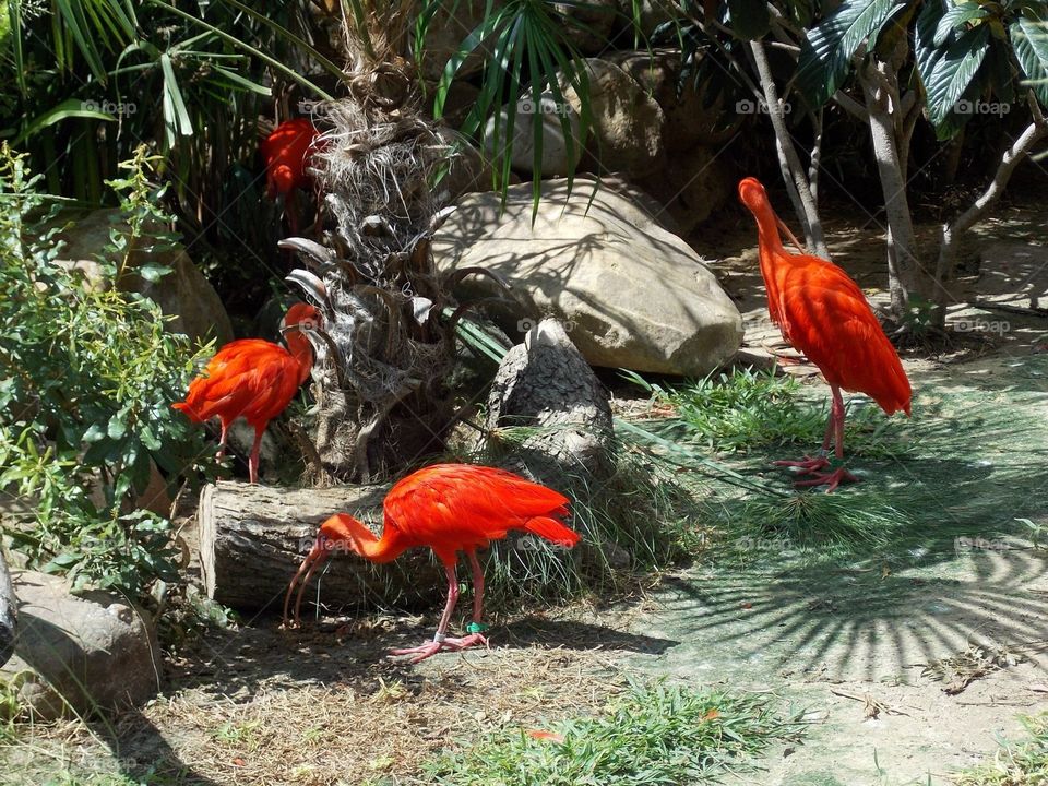 Zoo Birds