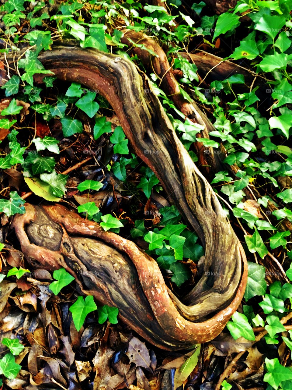 Twisted tree roots