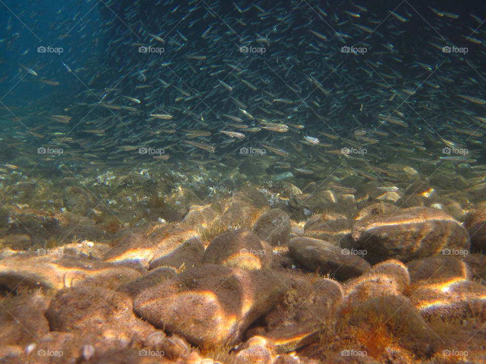 blue fish underwater ecosystem by winoas