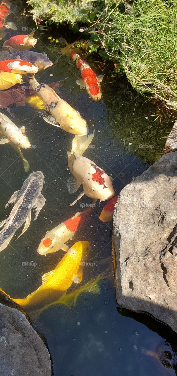 Big Koi fish