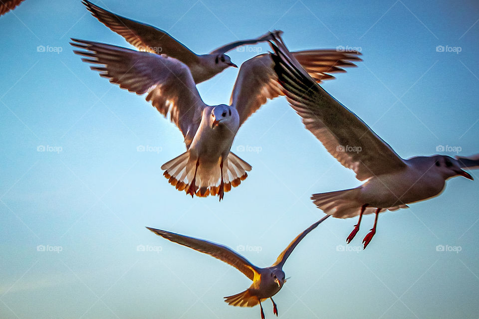 A flock of gulls