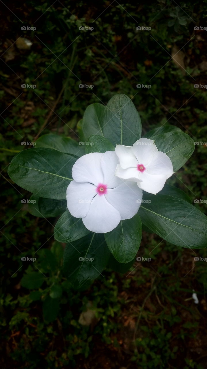 the most beautiful white flowers in my garden