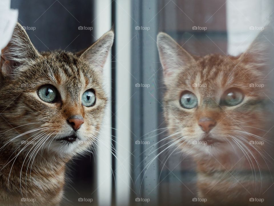 Cat eyes reflection