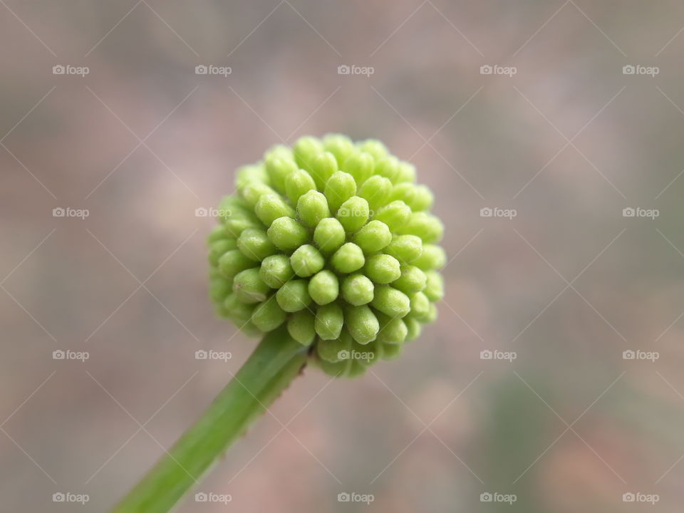 Ball flower ready to bloom