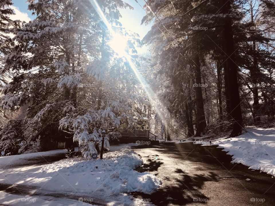 Winter trees 