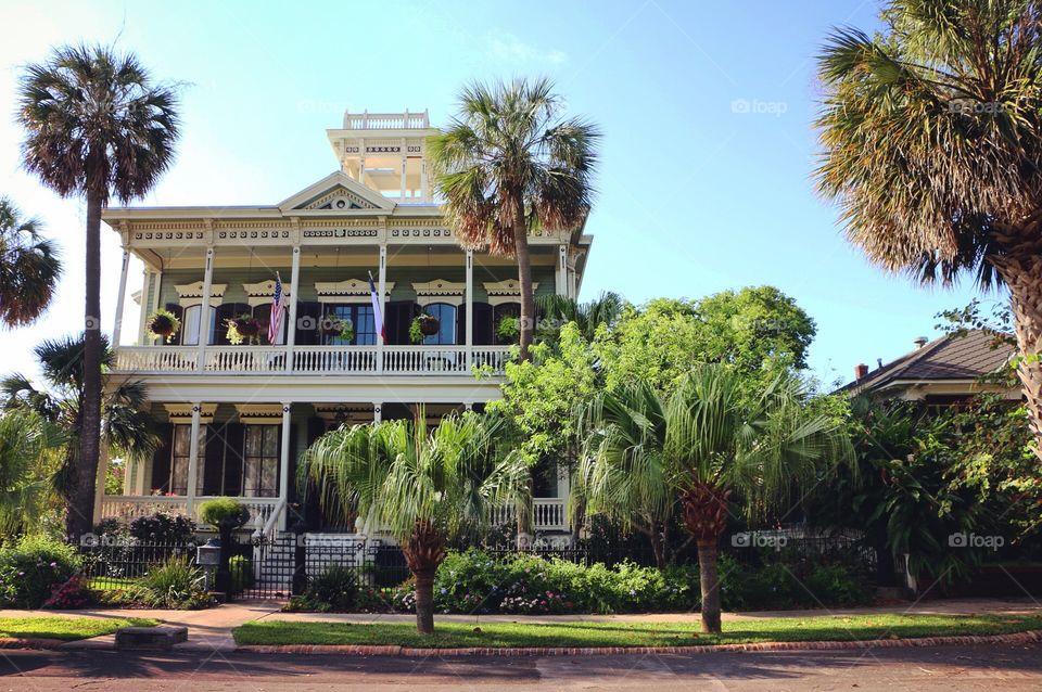 Palm, Luxury, Tree, No Person, Hotel