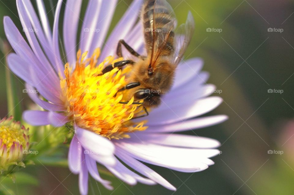 Bee On Flower