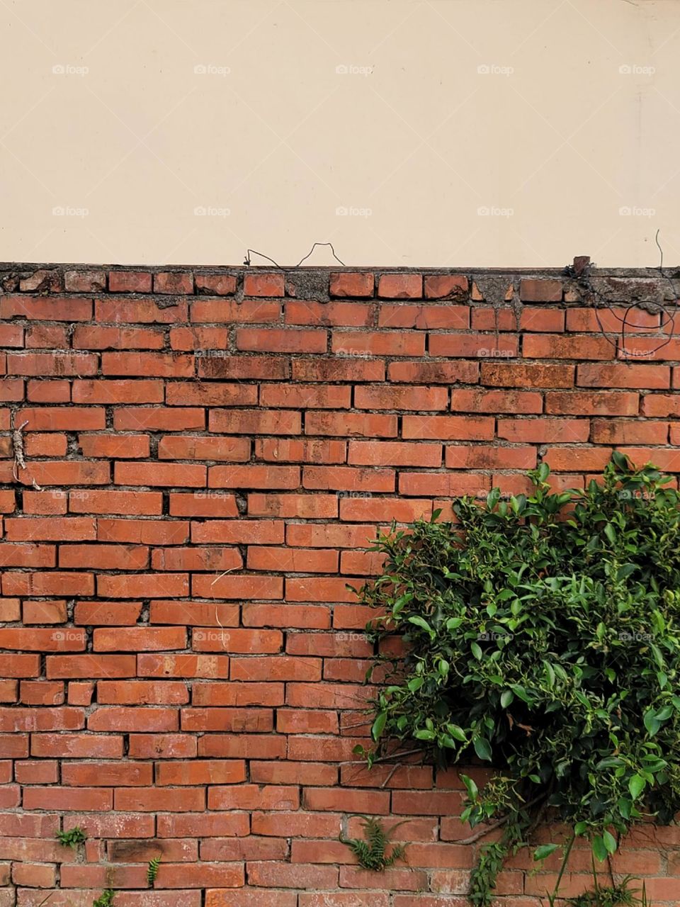 Red brick wall and trees