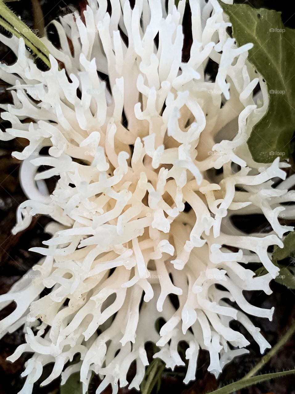 White Coral fungus