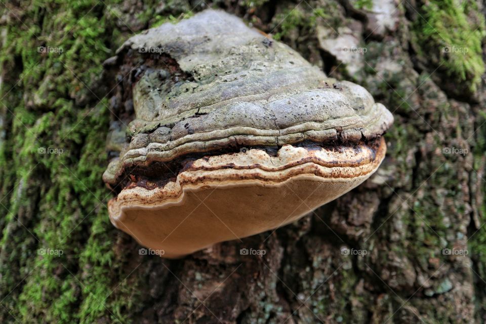 Bracket fungus