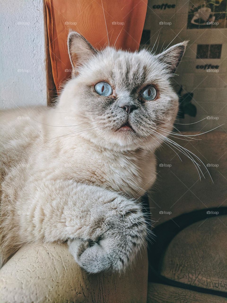 Portrait of grey beautiful fluffy cat close up at home