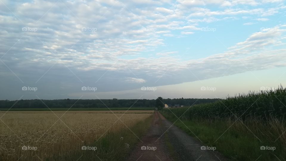 Walking at the fields of corn and wheat