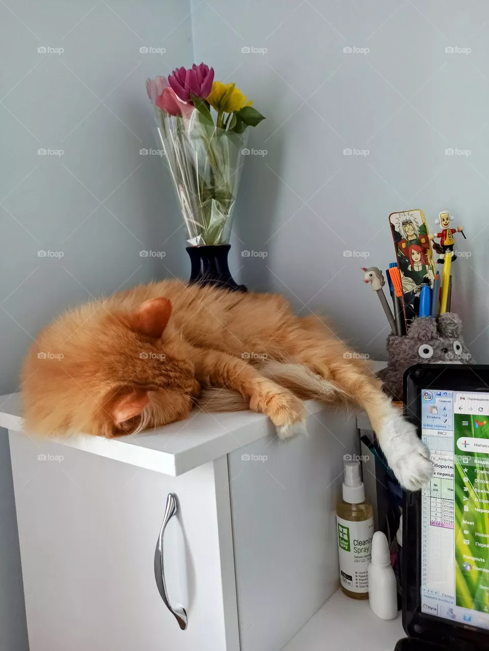 ginger cat, sleeping cat, midsection, ginger, animal, pets, friend, family member