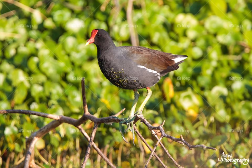 Common Gallinule