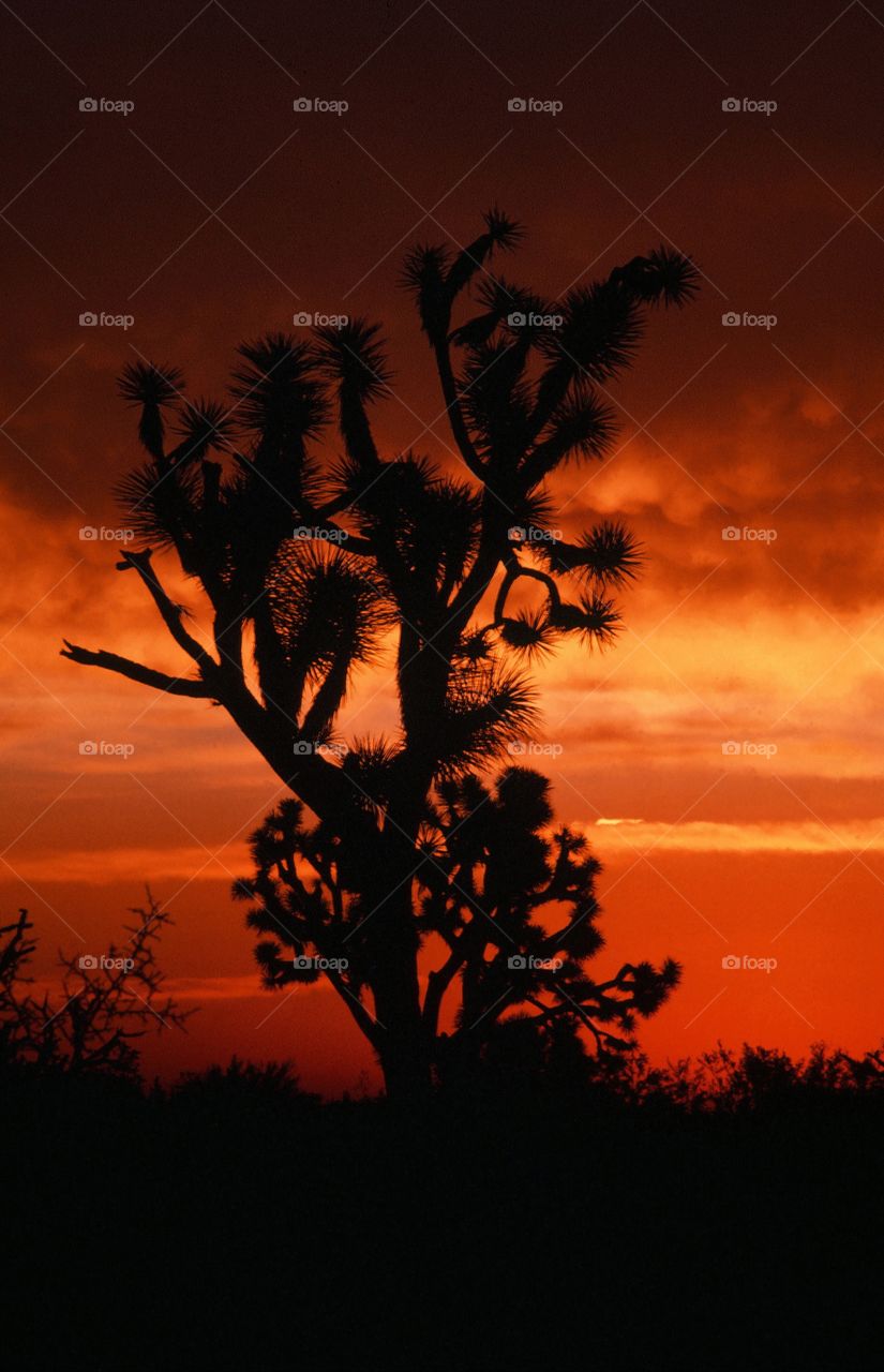 A sunset casts a silhouette on a Joshua tree in Arizona.