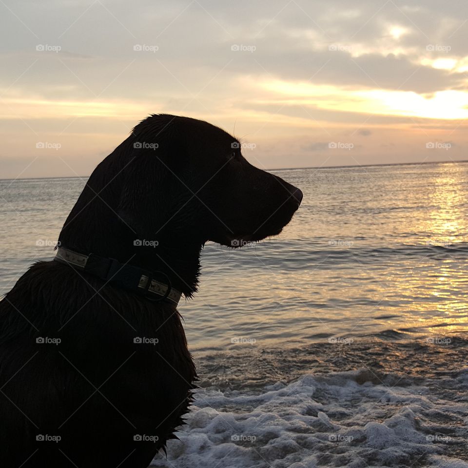 Chocolate Lab at the beach pondering with a view of the sunrise over Lake Michigan