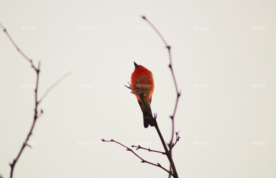 the flycatcher bird on top of the tree