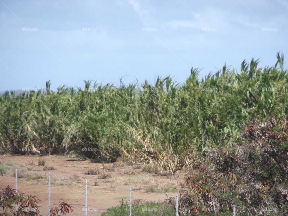 Sugar cane. Maui